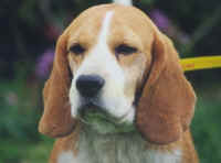 Beagle